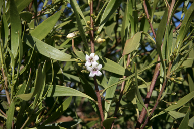 APII jpeg image of Myoporum montanum  © contact APII