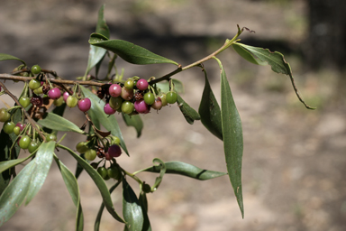 APII jpeg image of Myoporum montanum  © contact APII