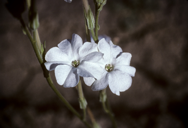 APII jpeg image of Nicotiana megalosiphon  © contact APII