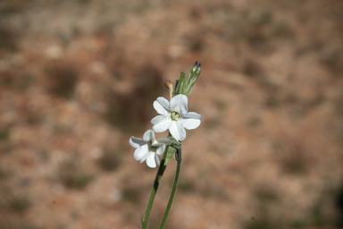 APII jpeg image of Nicotiana velutina  © contact APII