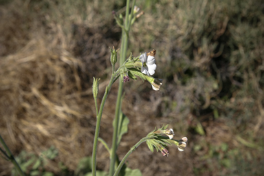 APII jpeg image of Nicotiana velutina  © contact APII