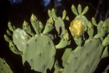 APII jpeg image of Opuntia stricta  © contact APII