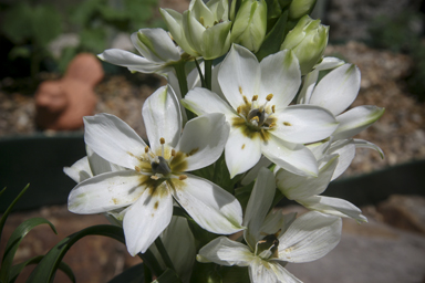 APII jpeg image of Ornithogalum thyrsoides  © contact APII