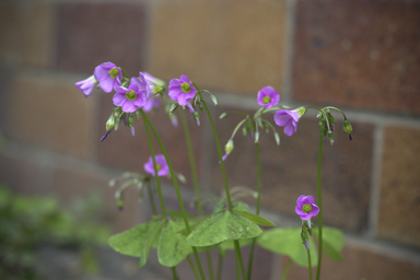 APII jpeg image of Oxalis latifolia  © contact APII