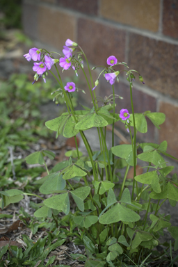 APII jpeg image of Oxalis latifolia  © contact APII