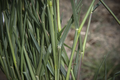 APII jpeg image of Panicum gilvum  © contact APII