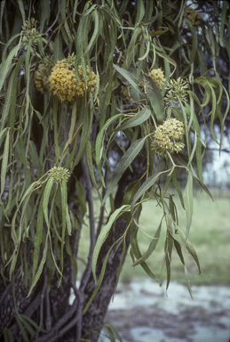 APII jpeg image of Parsonsia eucalyptophylla  © contact APII