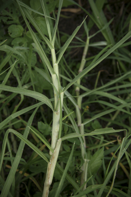 APII jpeg image of Pennisetum clandestinum  © contact APII