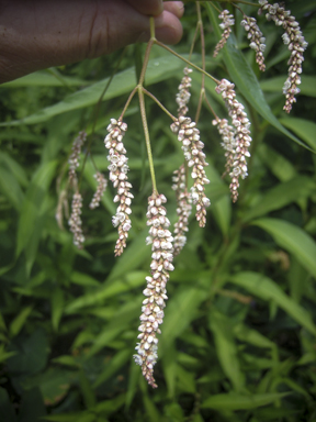 APII jpeg image of Persicaria lapathifolia  © contact APII