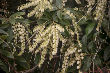 APII jpeg image of Pieris formosa forestii  © contact APII