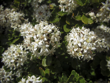 APII jpeg image of Pimelea flava  © contact APII