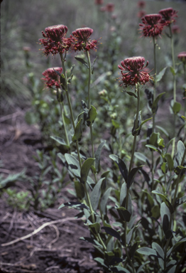 APII jpeg image of Pimelea haematostachya  © contact APII