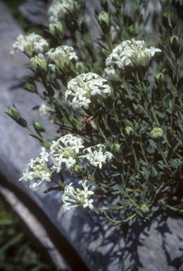 APII jpeg image of Pimelea linifolia  © contact APII