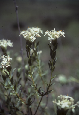 APII jpeg image of Pimelea linifolia subsp. collina  © contact APII