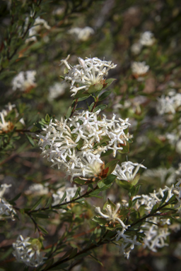 APII jpeg image of Pimelea linifolia subsp. linifolia  © contact APII