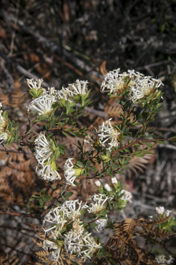 APII jpeg image of Pimelea linifolia subsp. linifolia  © contact APII