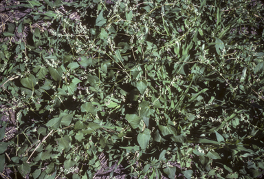 APII jpeg image of Polygonum aviculare  © contact APII