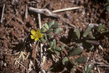 APII jpeg image of Portulaca oleracea  © contact APII