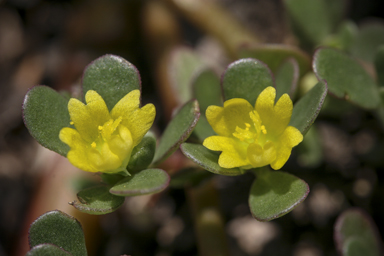 APII jpeg image of Portulaca oleracea  © contact APII