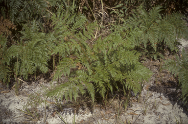 APII jpeg image of Pteridium esculentum  © contact APII