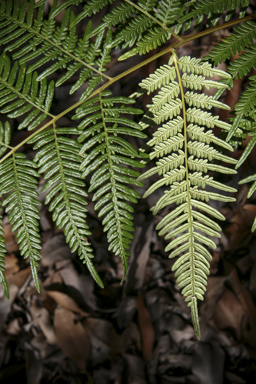 APII jpeg image of Pteridium esculentum  © contact APII