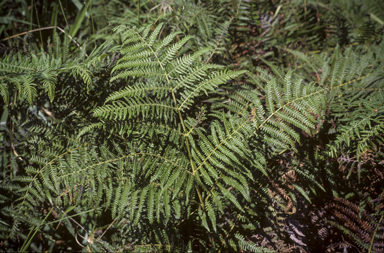 APII jpeg image of Pteridium aquilinum subsp. wightianum  © contact APII