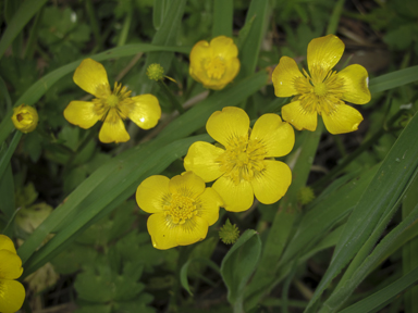 APII jpeg image of Ranunculus repens  © contact APII