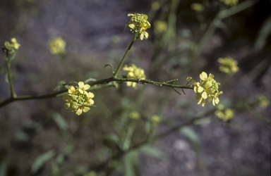 APII jpeg image of Rapistrum rugosum  © contact APII