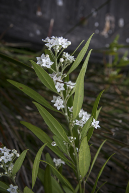 APII jpeg image of Rhadinothamnus anceps  © contact APII