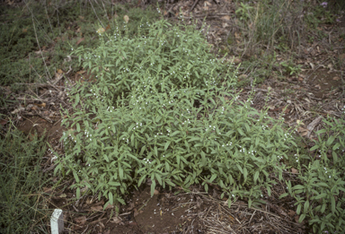 APII jpeg image of Salvia reflexa  © contact APII