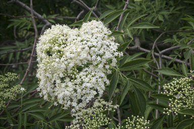 APII jpeg image of Sambucus canadensis  © contact APII