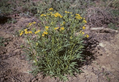 APII jpeg image of Senecio brigalowensis  © contact APII