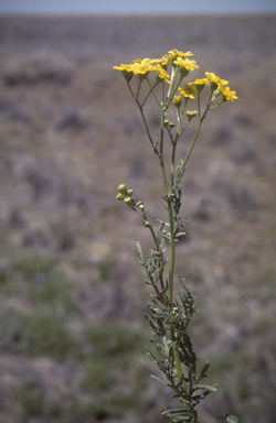 APII jpeg image of Senecio brigalowensis  © contact APII