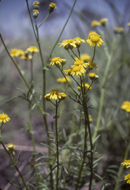 APII jpeg image of Senecio brigalowensis  © contact APII