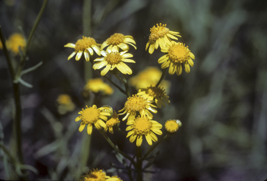 APII jpeg image of Senecio brigalowensis  © contact APII