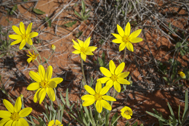 APII jpeg image of Senecio gregorii  © contact APII