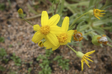 APII jpeg image of Senecio gregorii  © contact APII