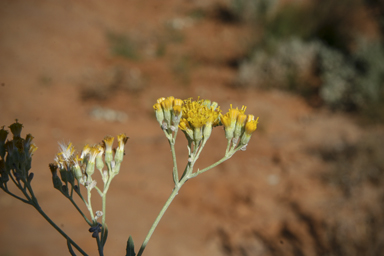 APII jpeg image of Senecio lanibracteus  © contact APII