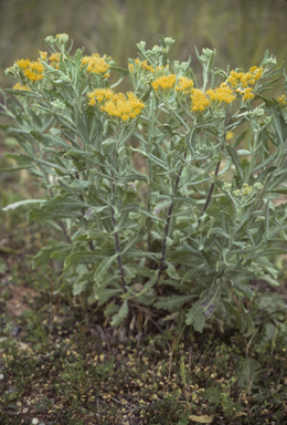 APII jpeg image of Senecio lanibracteus  © contact APII