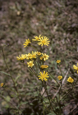 APII jpeg image of Senecio madagascariensis  © contact APII