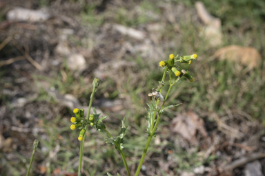 APII jpeg image of Senecio vulgaris  © contact APII