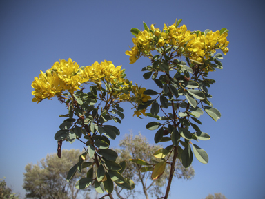 APII jpeg image of Senna artemisioides subsp. oligophylla  © contact APII