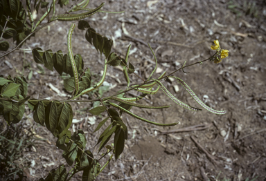 APII jpeg image of Senna occidentalis  © contact APII