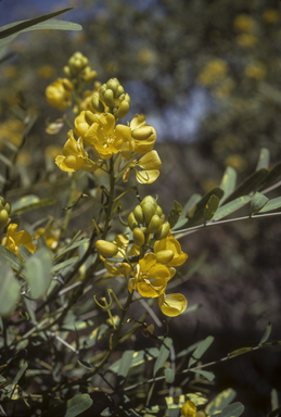 APII jpeg image of Senna pleurocarpa  © contact APII