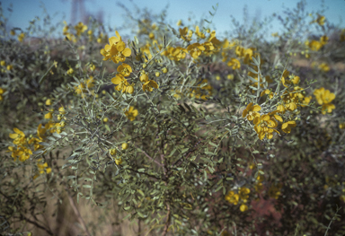 APII jpeg image of Senna glutinosa subsp. pruinosa  © contact APII