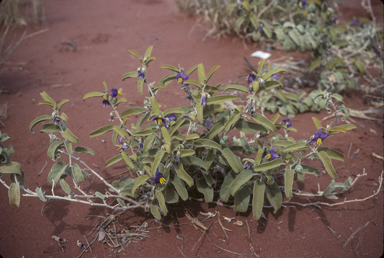 APII jpeg image of Solanum centrale  © contact APII