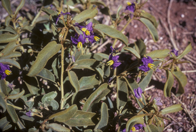 APII jpeg image of Solanum centrale  © contact APII