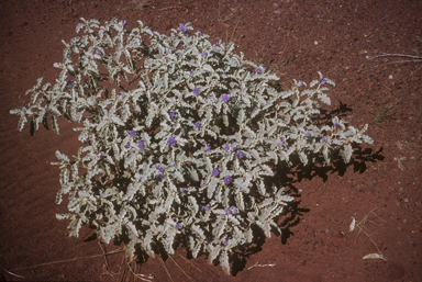 APII jpeg image of Solanum chippendalei  © contact APII