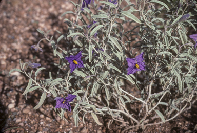 APII jpeg image of Solanum coactiliferum  © contact APII