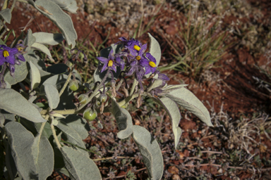 APII jpeg image of Solanum ellipticum  © contact APII